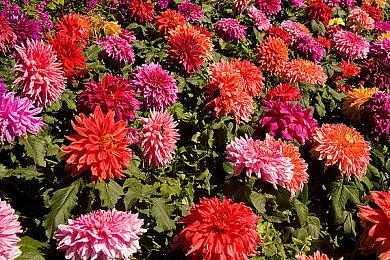 《Wallpaper Engine：壁纸引擎》更新2.0版本 上线安卓平台